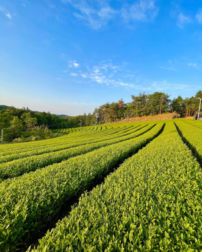 Tea farm of Uji, Kyoto