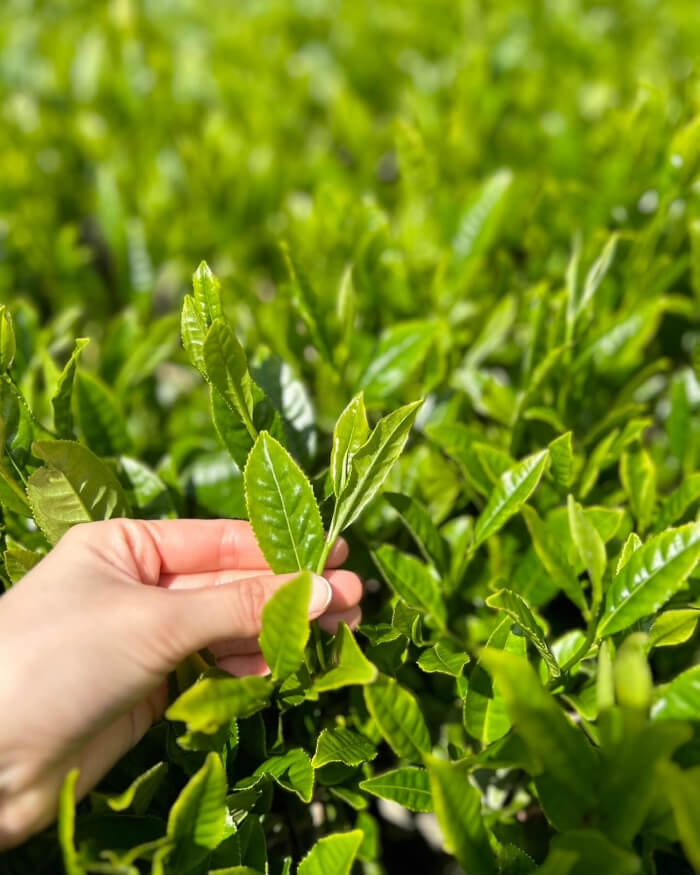 Green tea leaves